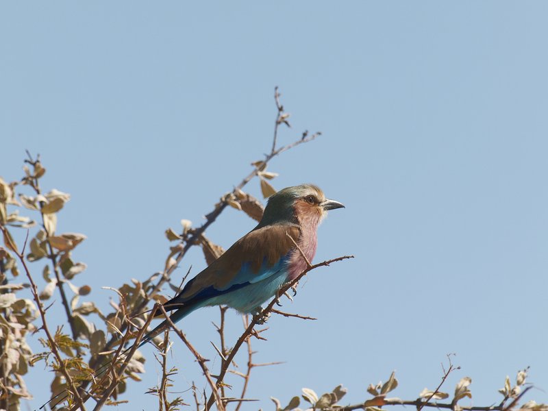 Etosha National Park, Lilac breasted
        roller